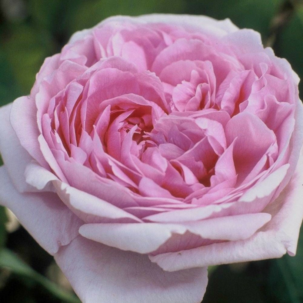 Rosier arbustif comte de chambord pot de 3l - 20/40 cm