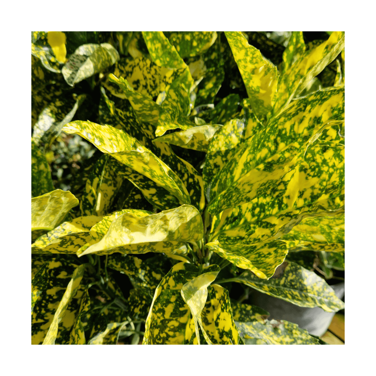 Aucuba du japon crotonifolia/aucuba japonica 'crotonifolia'[-]pot de 7,5l - 60/80 cm