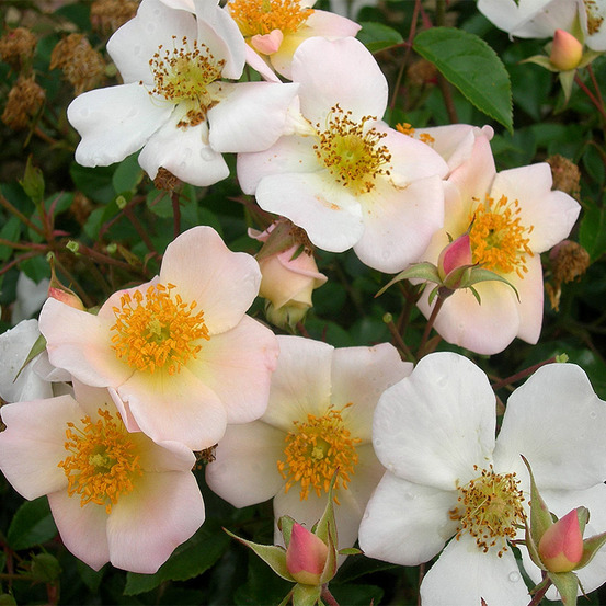 Rosier buissonnant blanc ami bernard mandô® evealgray racines nues