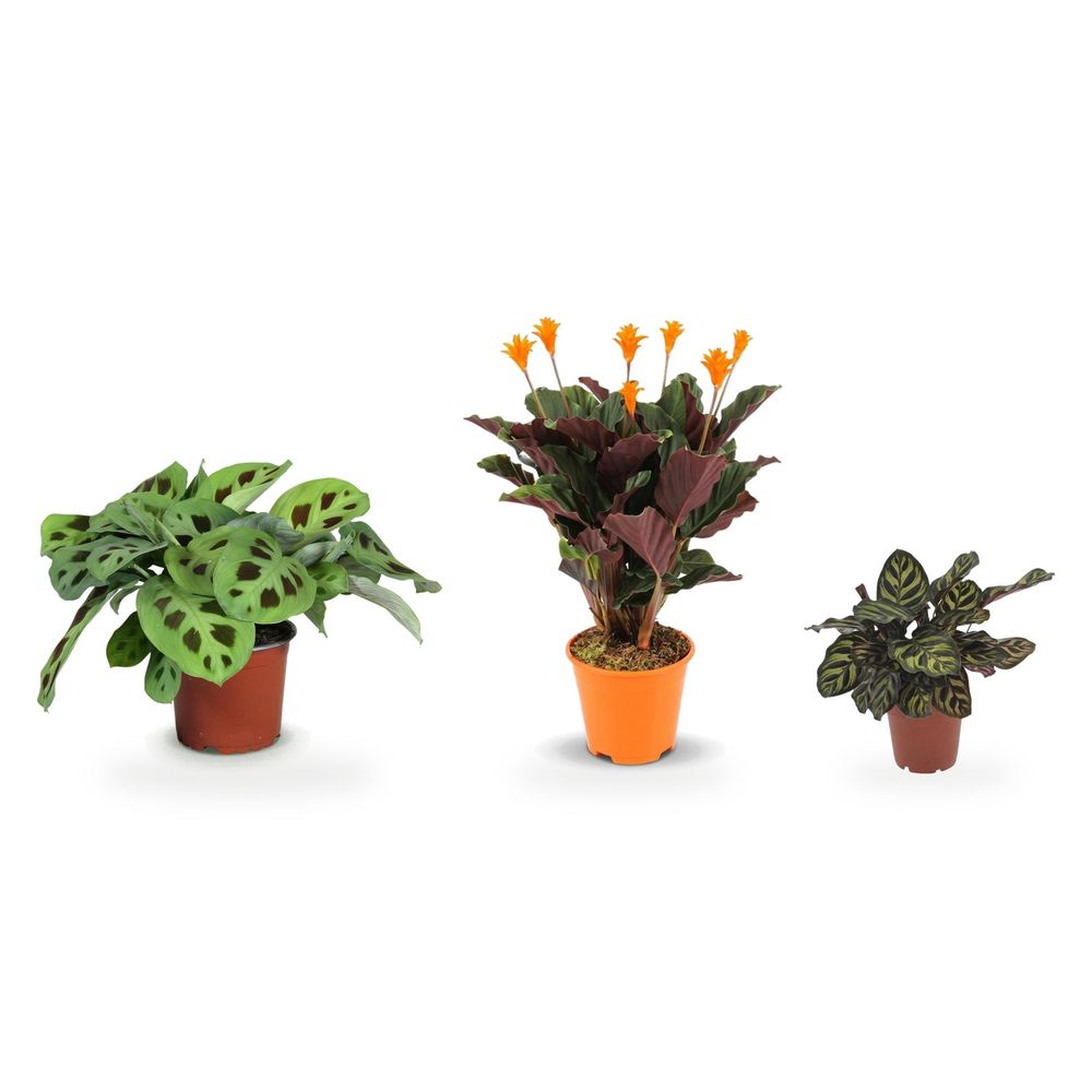 Trio calathea & maranta — calathea crocata, calathea makoyana & maranta fascinator kerchoveana