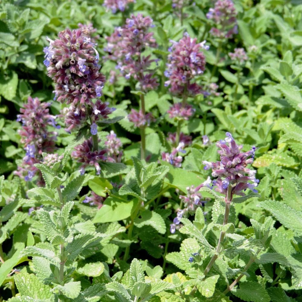 Herbe aux chats - menthe des chats citriodora, nepeta lot de 9 godets