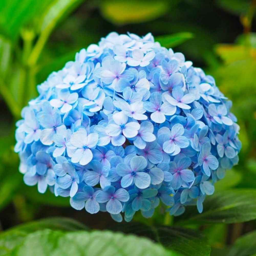 Hortensia macrophylle 'nikko blue' (hydrangea macrophylla)