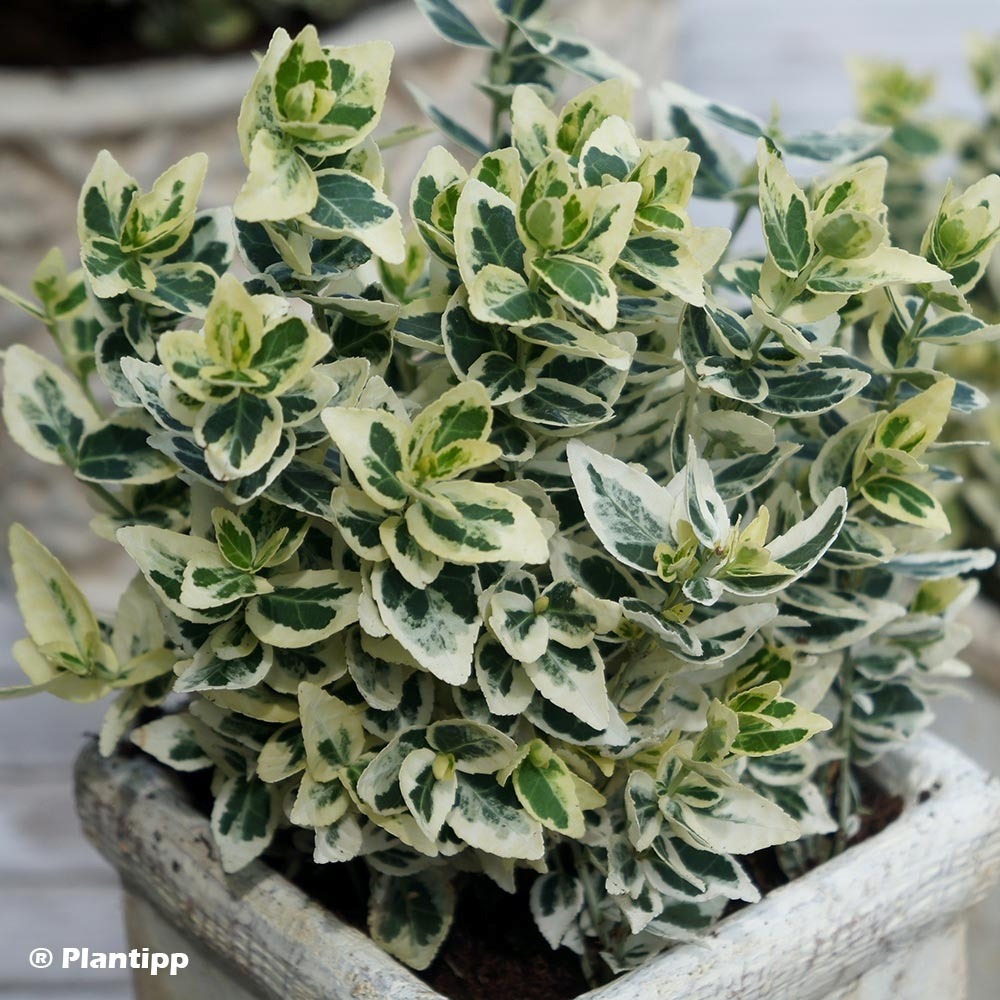 Fusain persistant 'dans delight' pot de 2l/3l