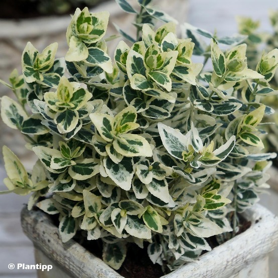 Fusain persistant 'dans delight' pot de 2l/3l