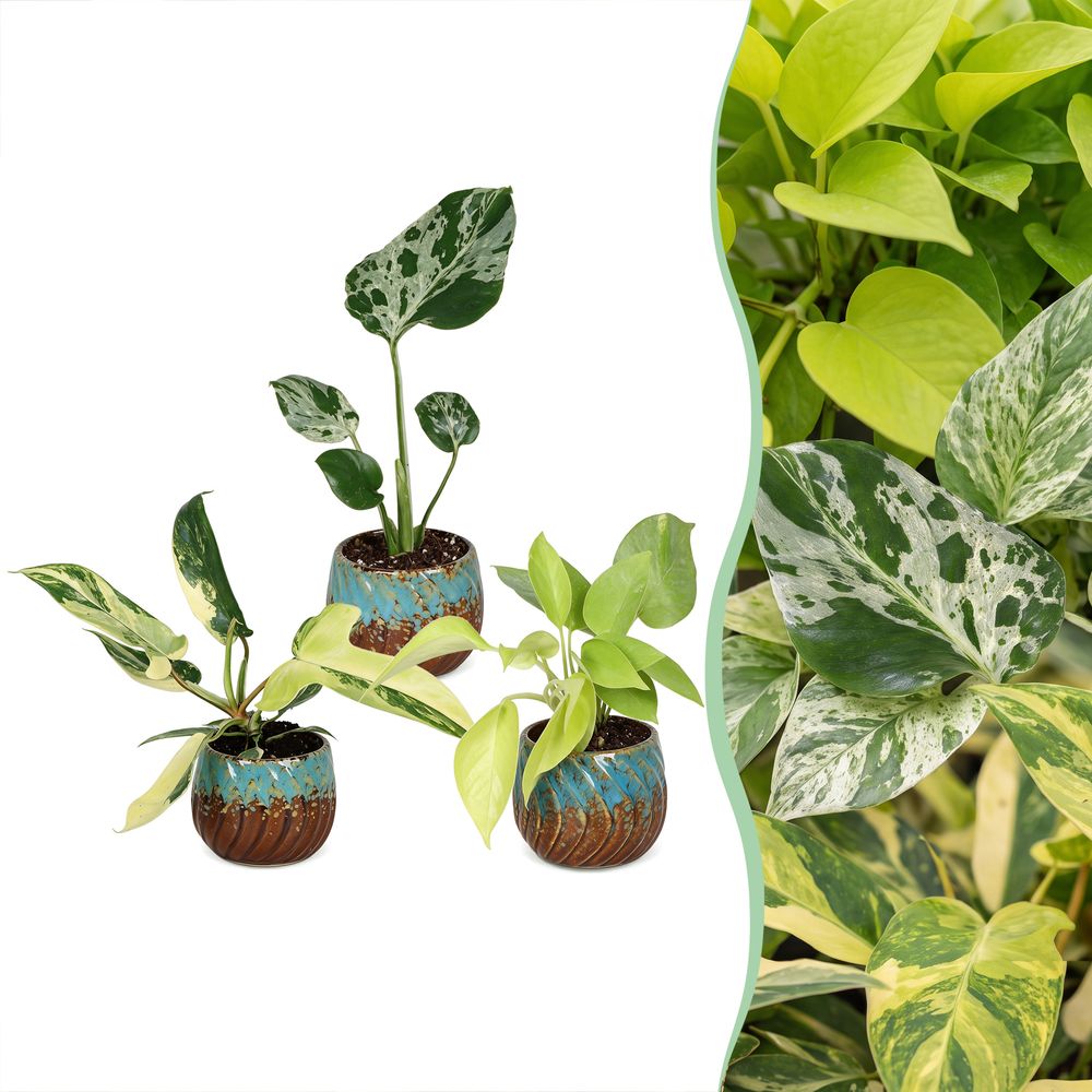 Baby tropical avec cache-pots cuivre - monstera, philodendron florida beauty et neon - lot de 3 - pot ø6 cm