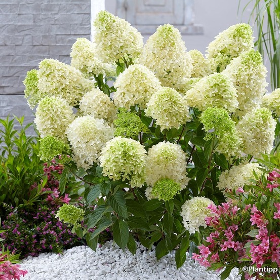 Hortensia paniculé 'skyfall' pot de 3l/4l
