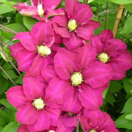 Clématite success® magenta 'tra73' pot de 3l - echelle bambou 60/120 cm