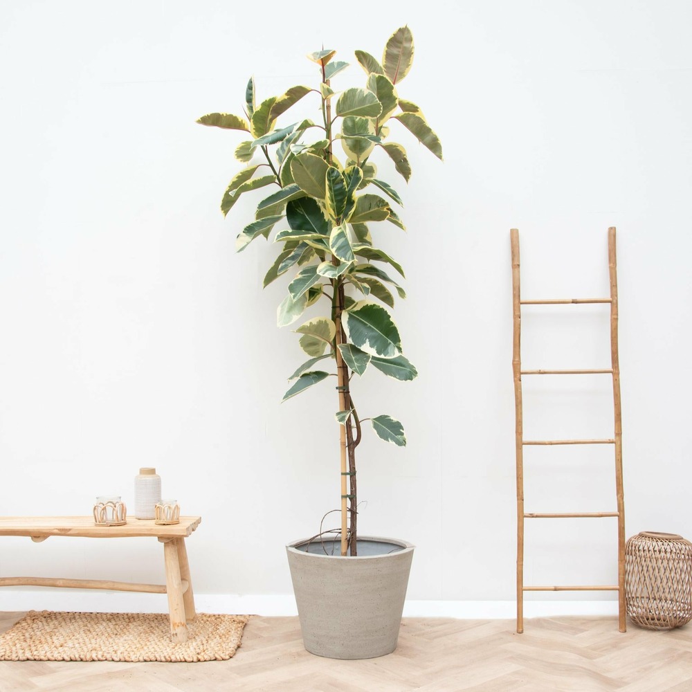 Ficus tineke sur tige - h220 cm - ø30-40 cm