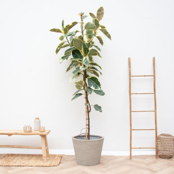 Ficus tineke sur tige - h220 cm - ø30-40 cm