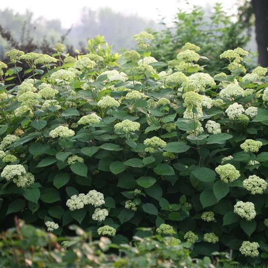 Hortensia de virginie 'lime rickey ' pot de 2l/3l