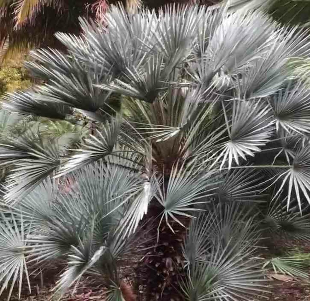 Chamaerops humilis var. Cerifera (palmier doum bleu) spécimen- pot de 180l 150/175cm