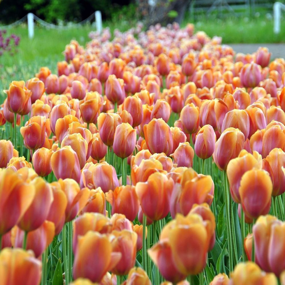Tulipe simple tardive 'dordogne' bulbe calibre 11+ (par 10)