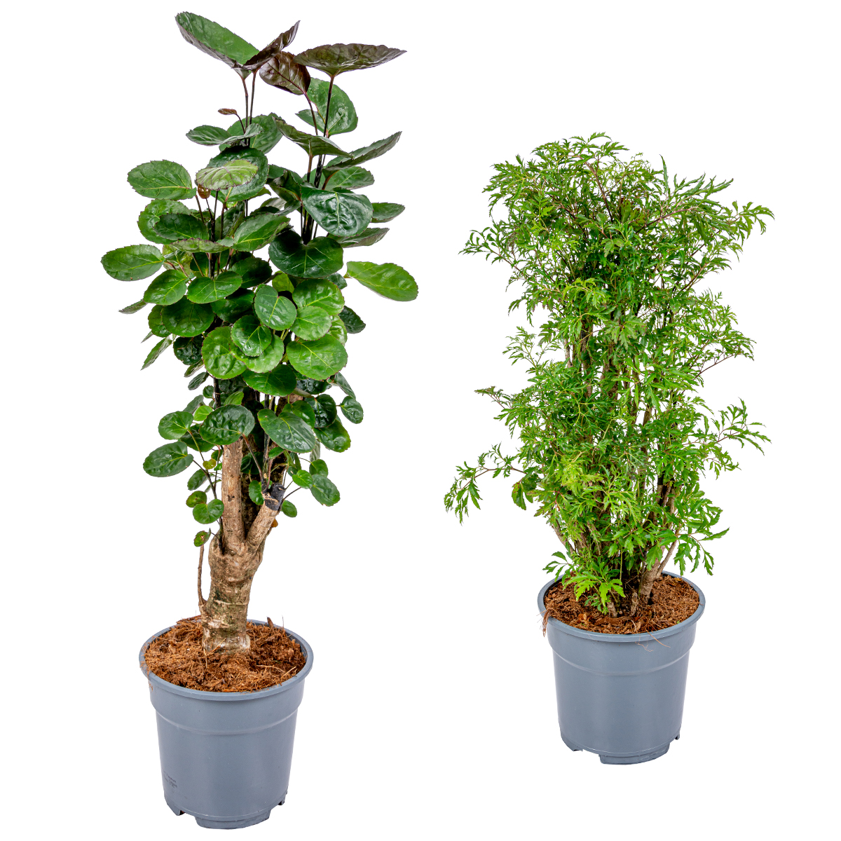 Polyscias 'mix' par 2 pièces - plante d'intérieur tropicale robuste ⌀17 cm - ↕60 cm