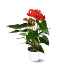 Anthurium rouge - plante d'intérieur - ↕ 30-40 cm - ⌀ 12 cm - plante fleurie