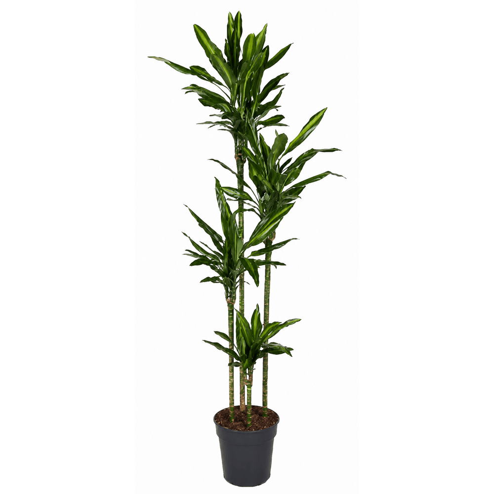 Dracaena cintho xxl - dragonnier - h 200 cm, pot ø27 cm