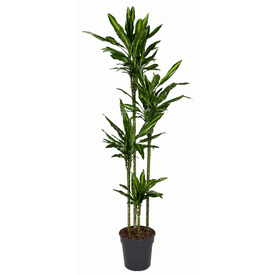 Dracaena cintho xxl - dragonnier - h 200 cm, pot ø27 cm