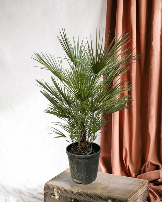 Chamaerops humilis struik 150cm - plante d'intérieur