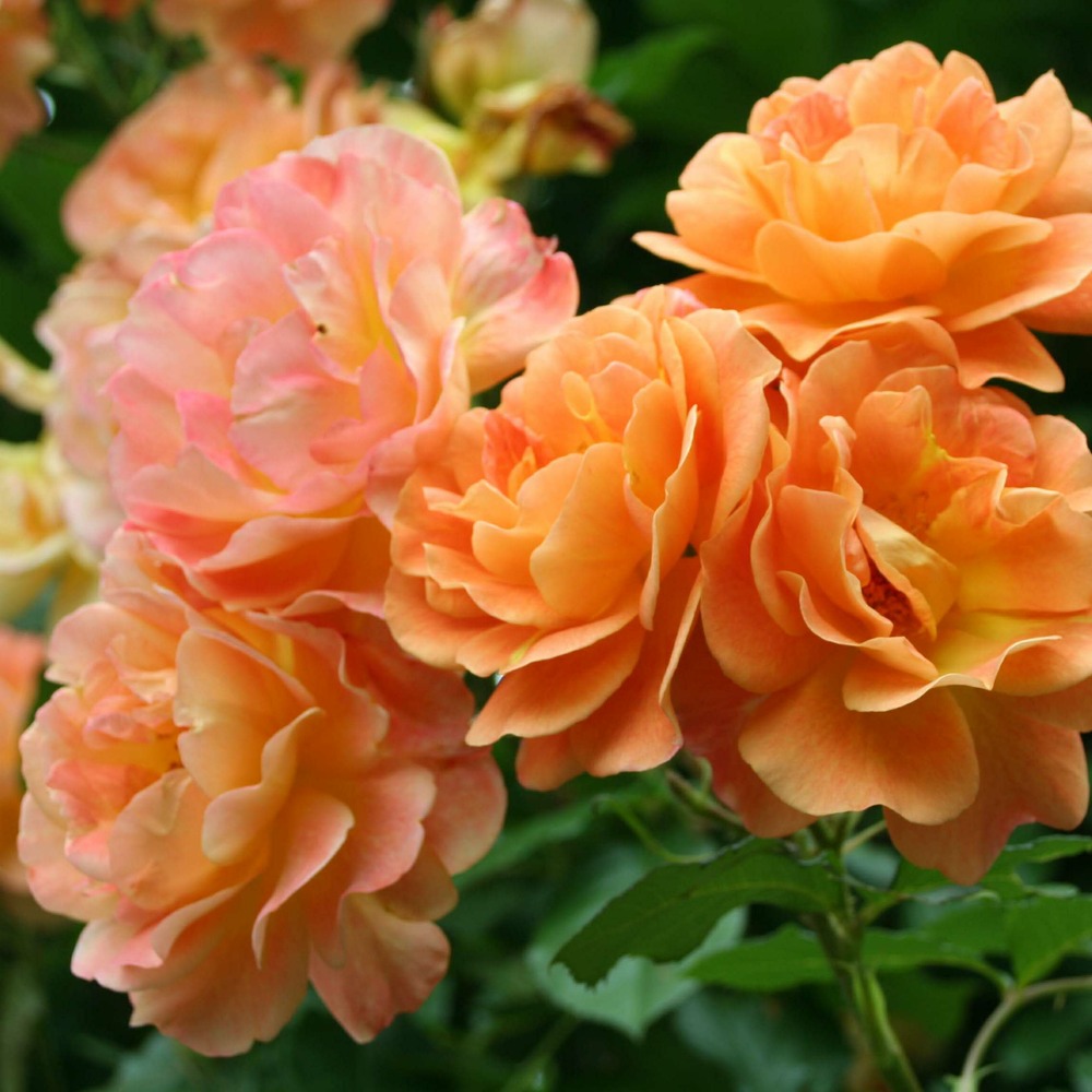 Rosier grimpant 'westerland' pot de 4l/5l