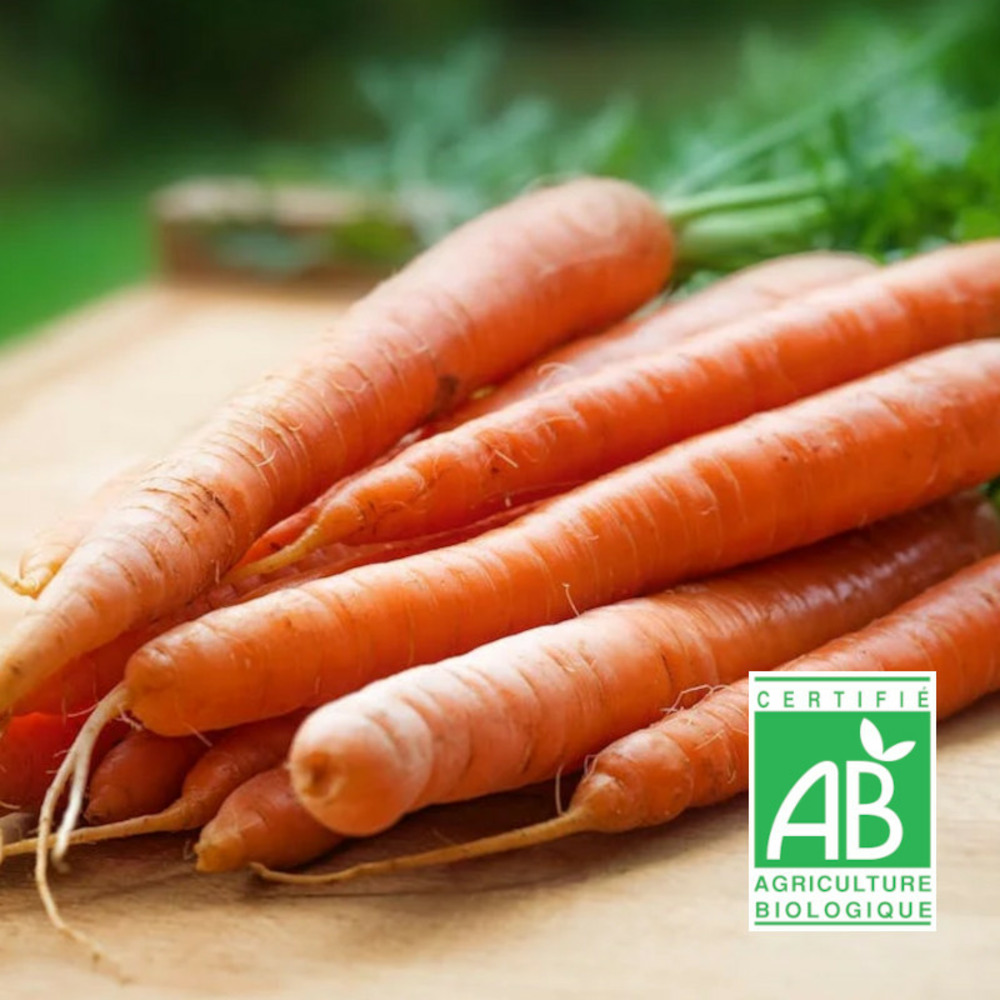 Graines de carotte berlikuner 2 - sans traitement - vilmorin sachet
