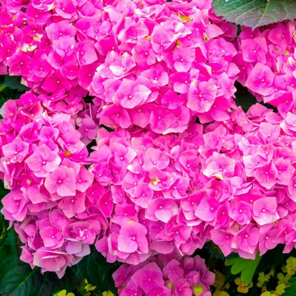 Hortensia macrophylle 'bouquet rose' (hydrangea macrophylla)