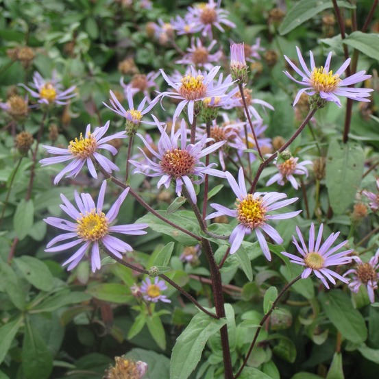 Aster 'august sky' godet de 8/9 cm