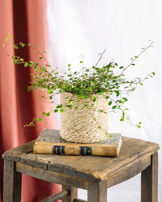 Muehlenbeckia maori 20cm - plante d'intérieur