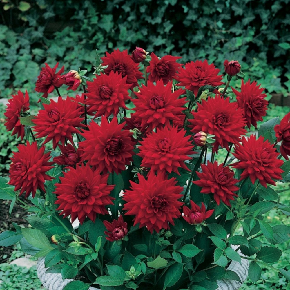 Dahlia gpe cactus nain 'red pigmy' bulbe calibre i