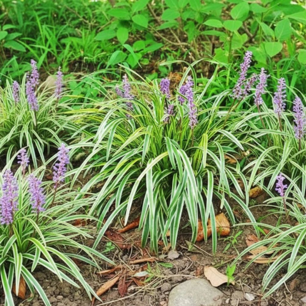 Liriope muscari variegata lot de 5 godets