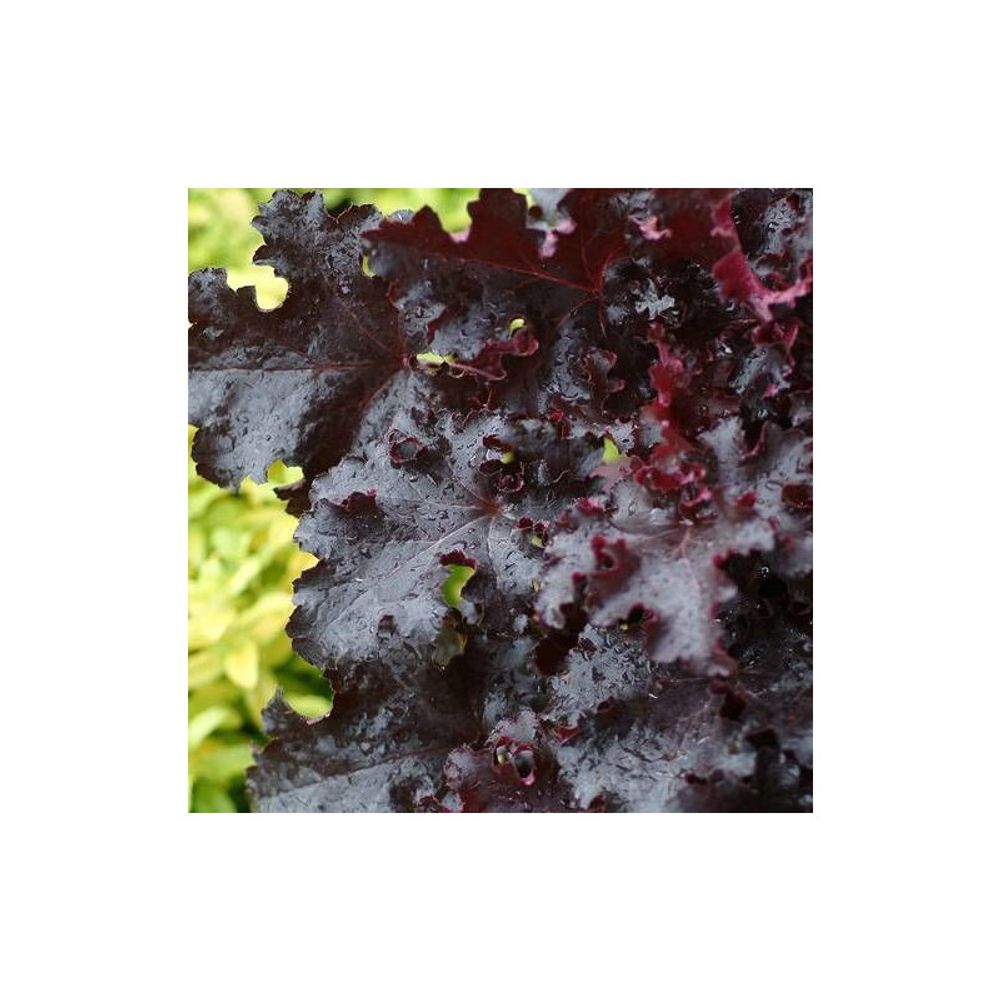 Heuchere black beauty® lot de 9 godets