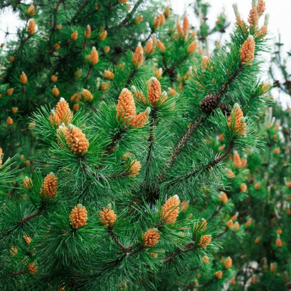 Pin klostergrün - pinus mugo klostergrün hauteur de tige 50cm boule 20cm pot 11l