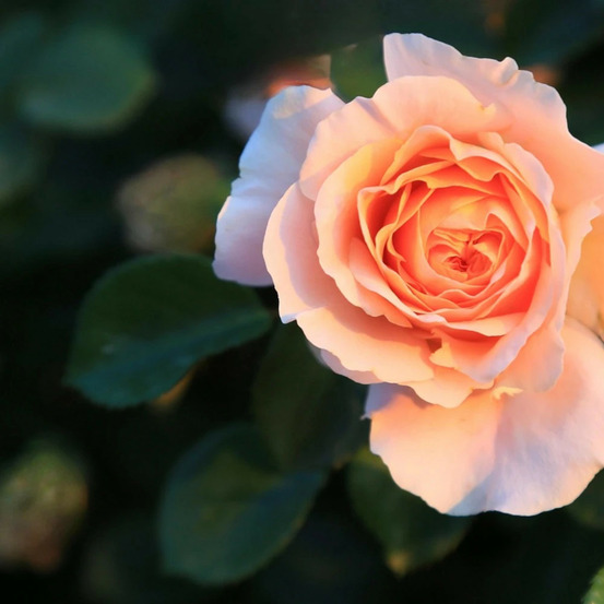 Rosier arbustif château de la batisse® 'delparisse' pot de 5l - touffe