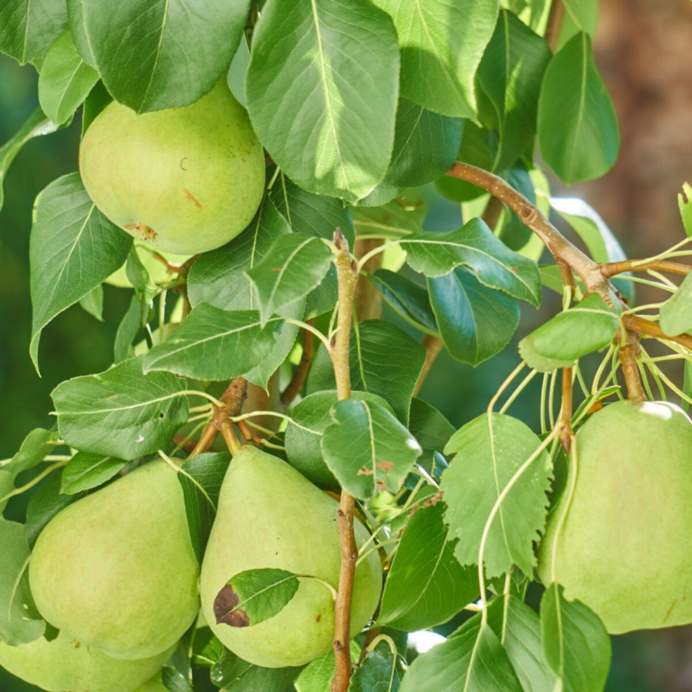 Poirier nain garden pearl® 'pyvert' pot de 5.7l - 60/80 cm