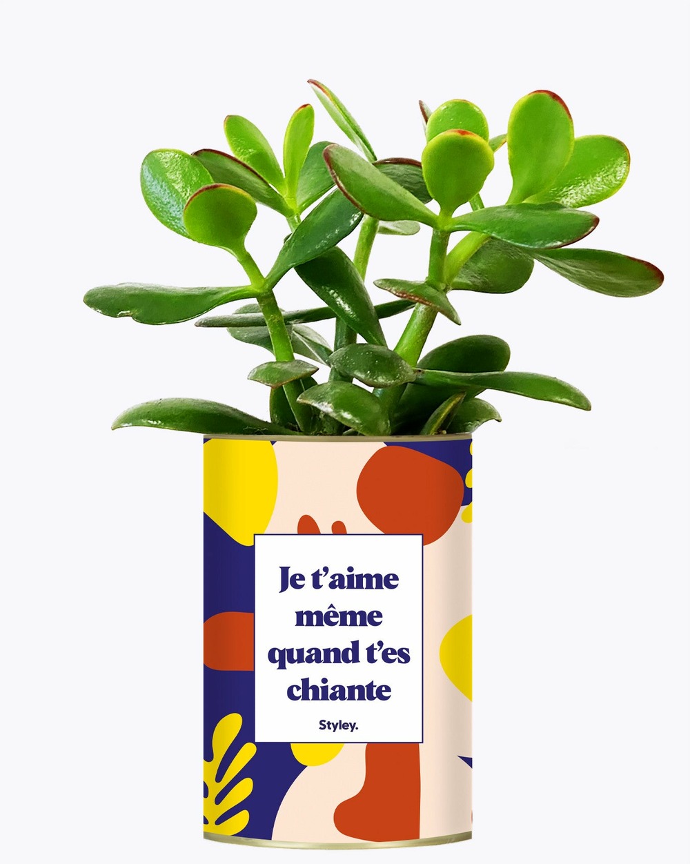 Plante facile à entretenir - je t'aime même quand t'es chiante - cactus