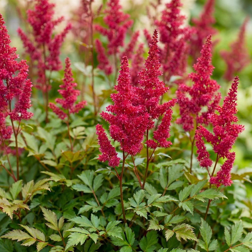 Astilbe 'fanal' - pot 11 cm - hauteur 25 cm - plante d'extérieur