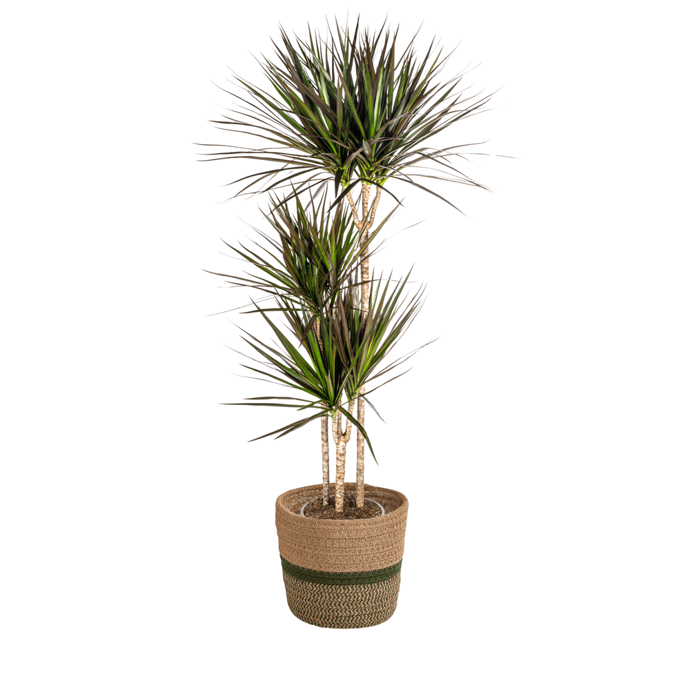 Dracaena marginata magenta avec cache-pot ø24cm - ↕130 - 150cm - plantes d'intérieur