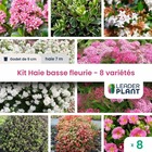 Kit haie basse fleurie - 8 variétés – lot de 8 plants en godet