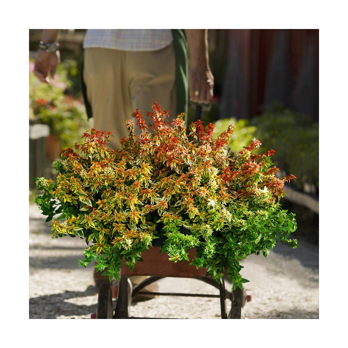Abélie à grandes fleurs kaleidoscope®/abelia grandiflora 'kaleidoscope'®[-]pot de 1,5l - 10/20 cm