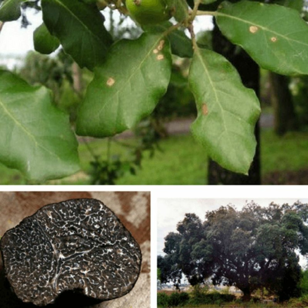 Chêne vert melanosporum - conteneur 2l (quercus ilex)