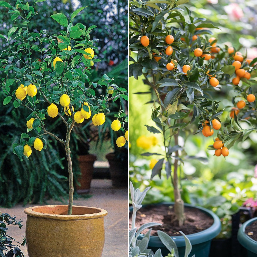 Collection de 2 kumquat et citronnier - les 2 pots / ø 14cm / hauteur livrée 20-25cm