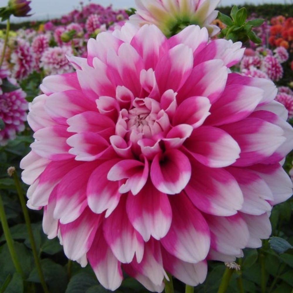 Dahlia décoratif 'fuzzy wuzzy' bulbe calibre i