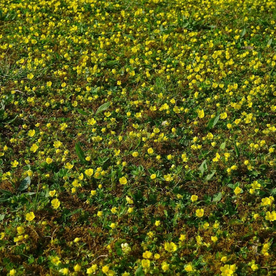 Faux fraisier jaune godet - 5/20 cm