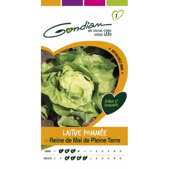 Laitue pommée reine de mai de pleine terre
