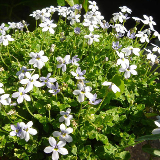 Pratia tapissante pot de 2l/3l