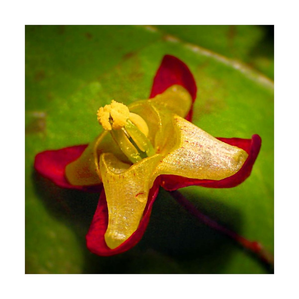 Fleur des elfes alpinum/epimedium alpinum[-]godet