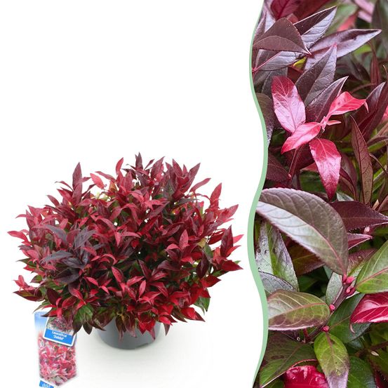 Leucothoé 'zeblid' - pot 17 cm - hauteur 40 cm - plante d'extérieur