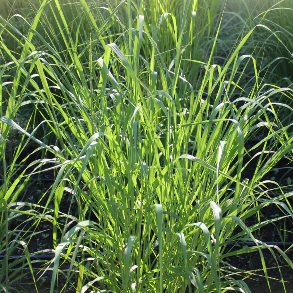 Panic érigé - panicum virgatum 50 cm godet 9cm