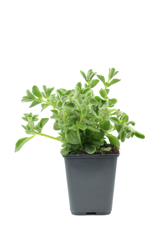 Plant de Thym antillais pac pot 1 l