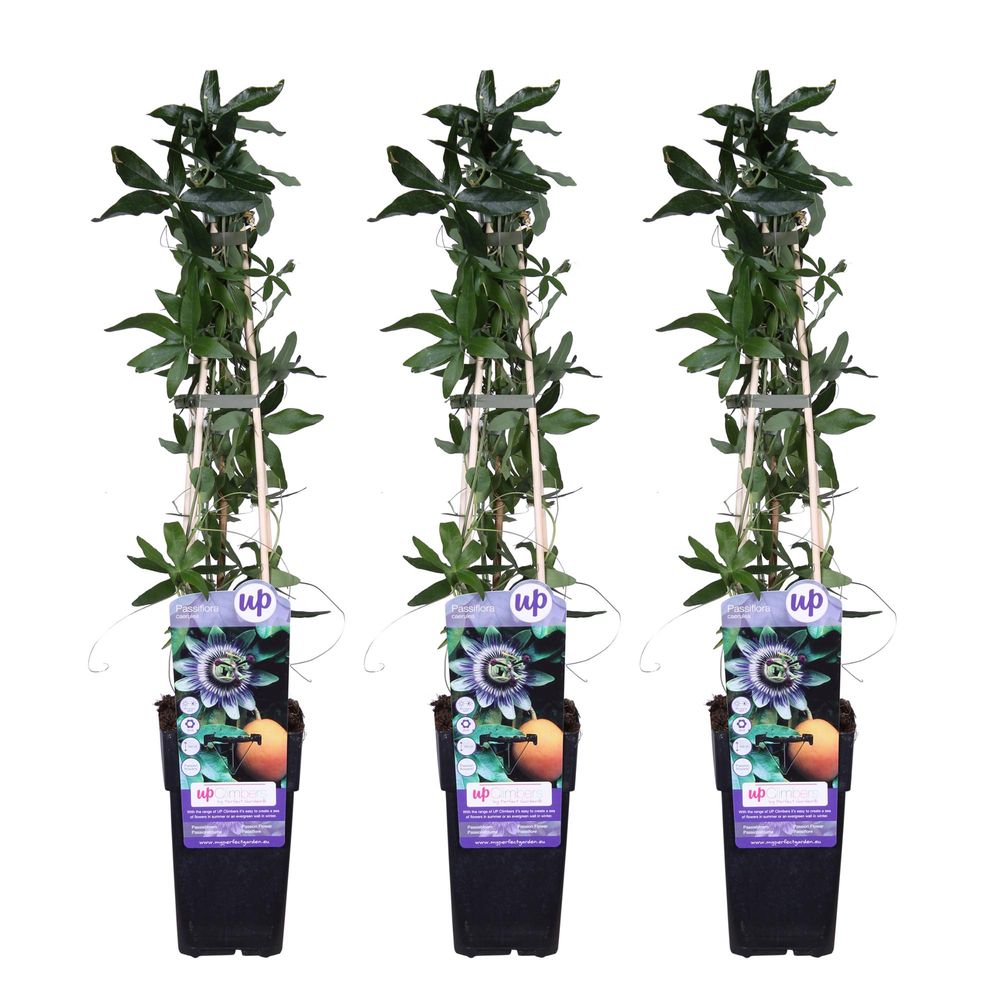 Lot de 3 - passiflora caerulea - h65 cm - ø15 cm - plante d'extérieur