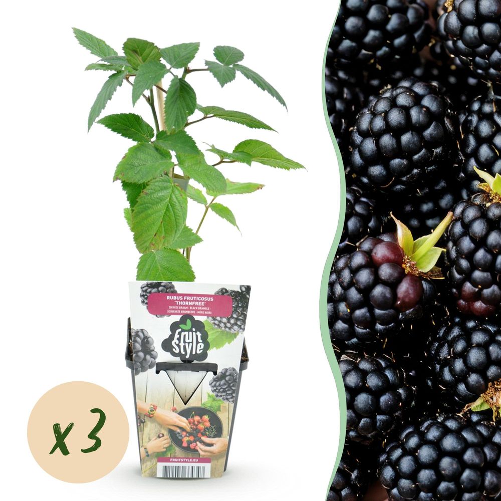Mûre - lot de 3 - pot 9 cm - hauteur 35 cm