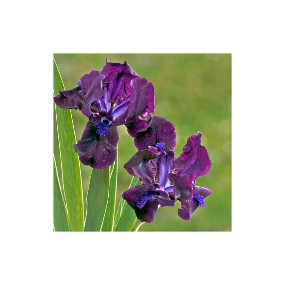 Iris nain lilliput bingo lot de 5 godets